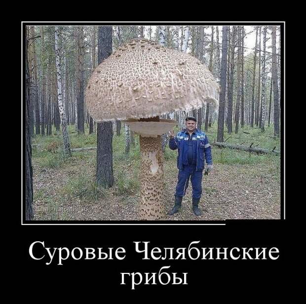 Подборка демотиваторов демотиватор, юмор