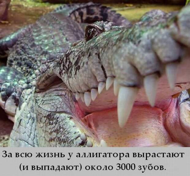 Интересные факты в картинках