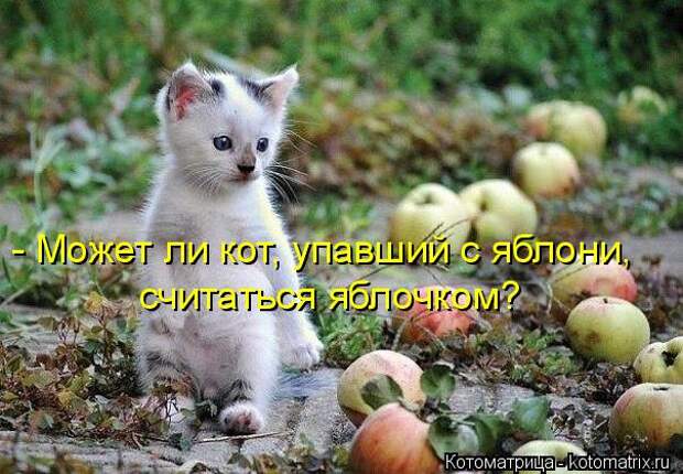 Котоматрица: - Может ли кот, упавший с яблони, считаться яблочком?
