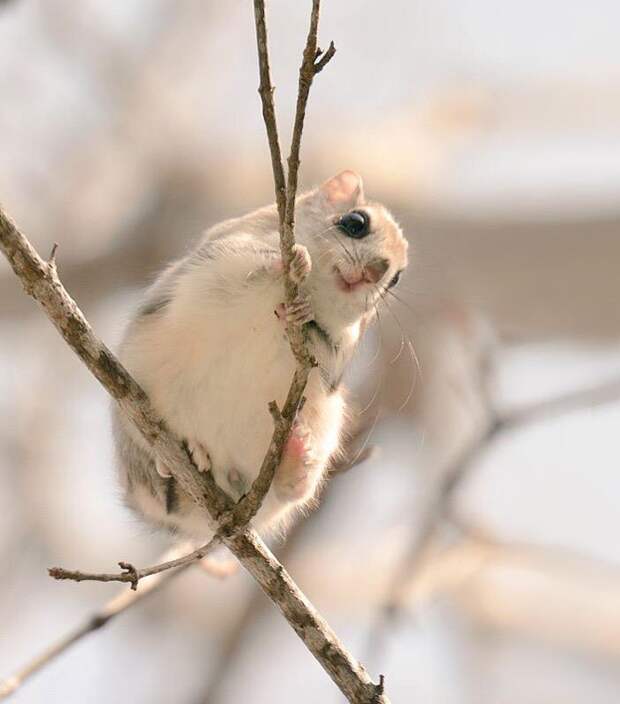Ezo Momonga Хоккайдо 