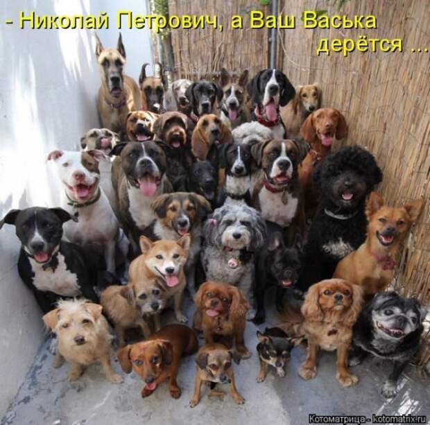 Лучшие котоматрицы недели