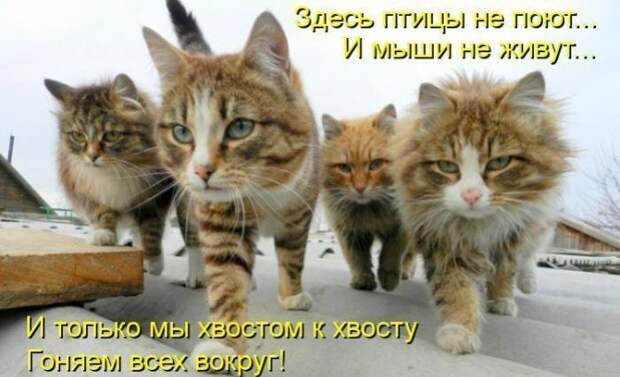 Кошачий фотопост! Кошачий фотопост! коты, юмор
