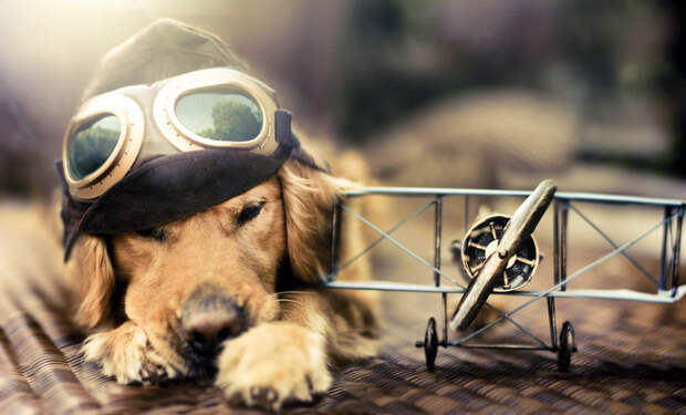 Собачьи портреты Creative Dog Portraits 9 Радостные собаки в объективе девушки подростка