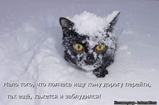 Лучшие котоматрицы недели