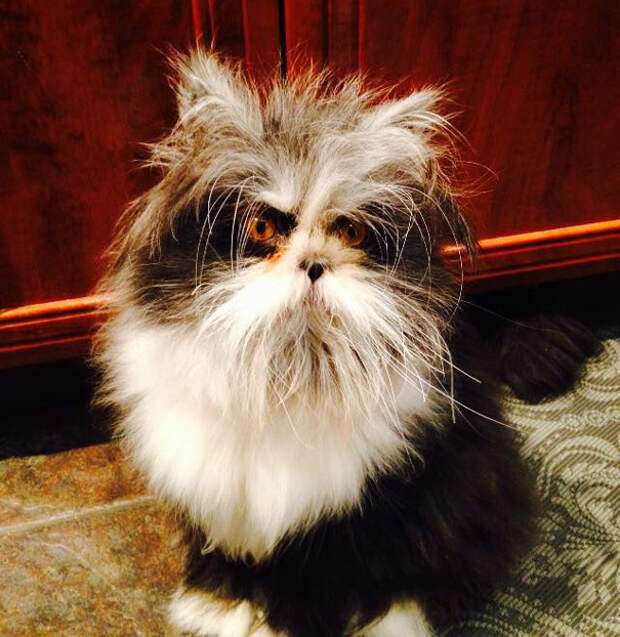кот со страшным взглядом 