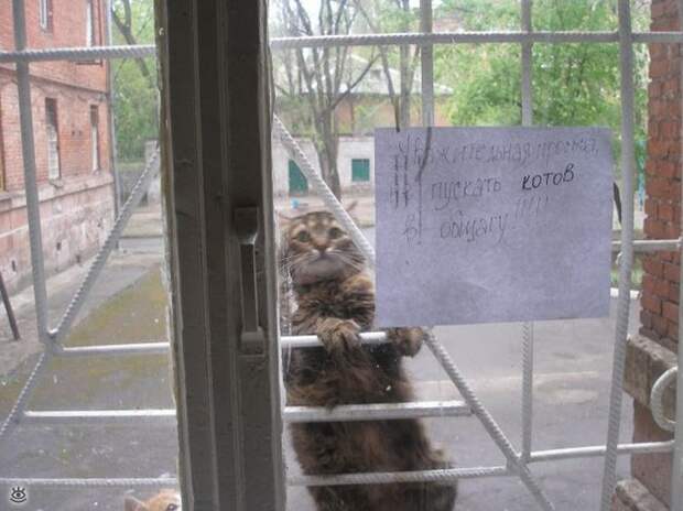 Весёлости из мира 42