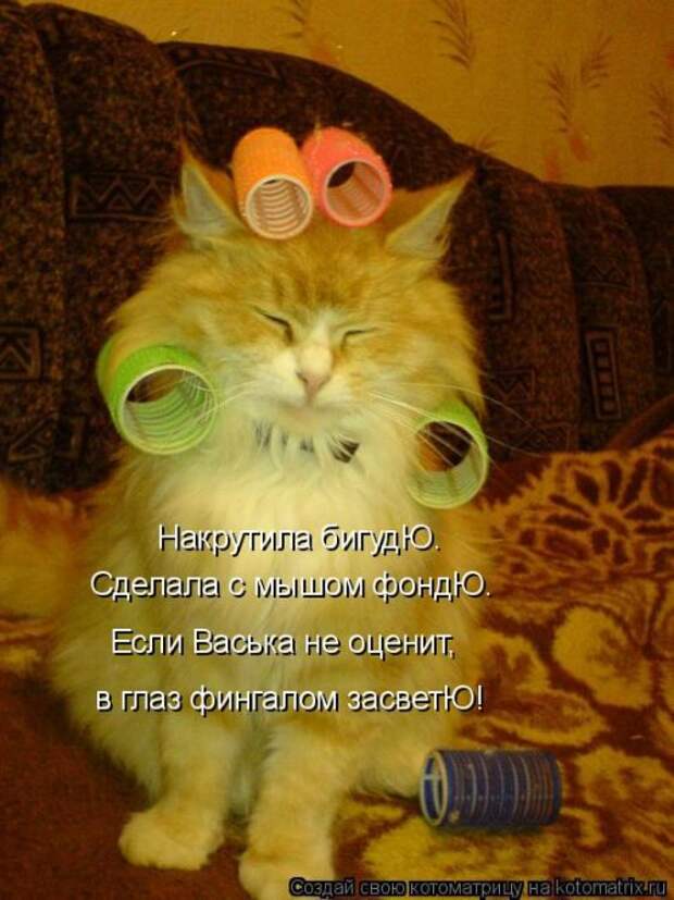 Свежая котоматрица для хорошего настроения (31 фото)
