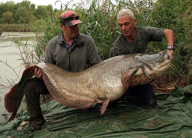 монстр, река, рыба, рыбалка