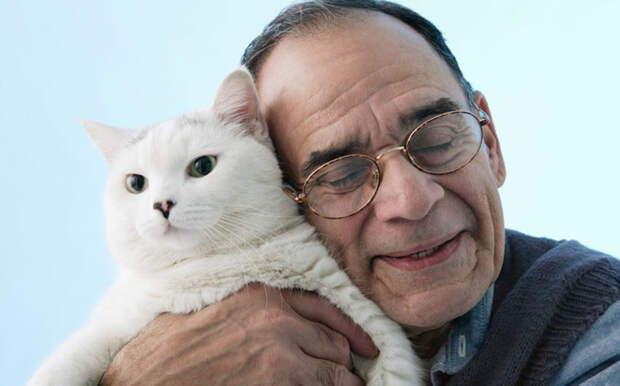 Кошки положительно влияют на здоровье своих владельцев животные, коты, котята, кошки, люди, наука