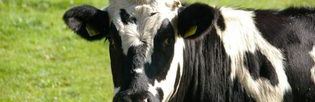 Алматинцам напомнили о профилактике зоонозных инфекций