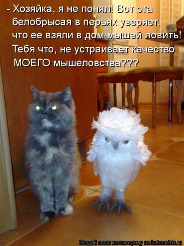 Новая котоматрица на Бугаге (39 фото)
