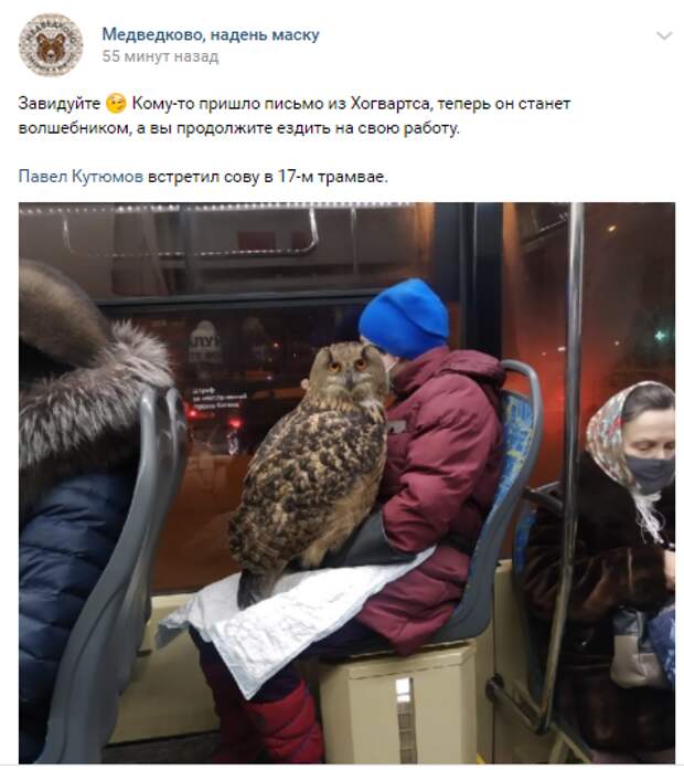 Фото дня: филин в трамвае на Дежнёва