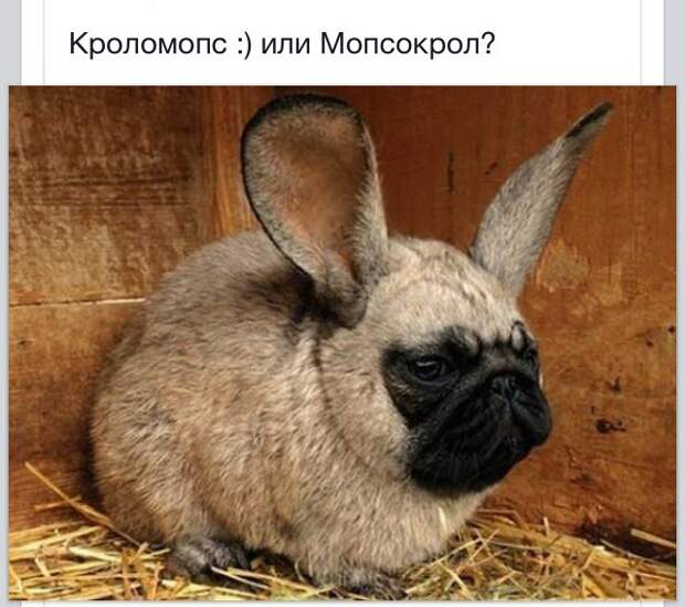 Подборка юмора в картинках прикол, юмор