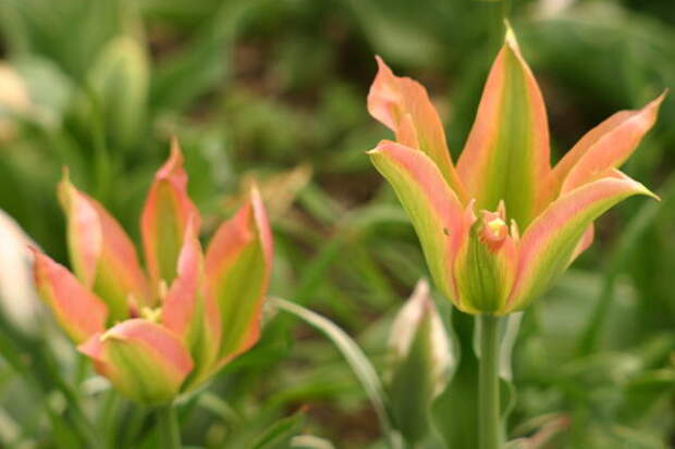 Зелненоцветковые тюльпаны &ndash; это модно