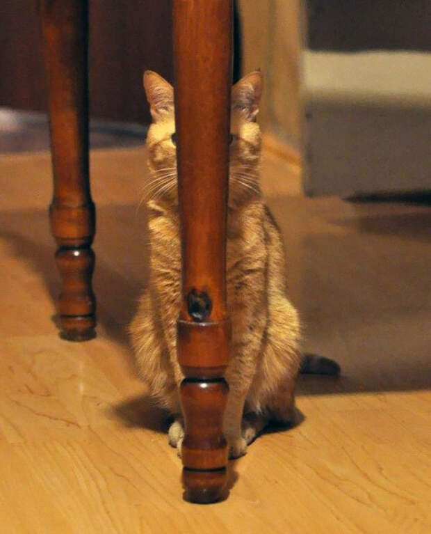 кошки которые думают что они хорошо спрятались 