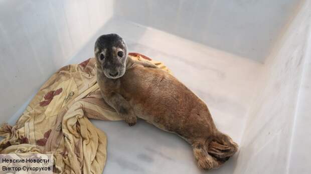 Петербургские зоологи борются за жизнь щенка нерпы, впавшего в кому Нерпа, животные