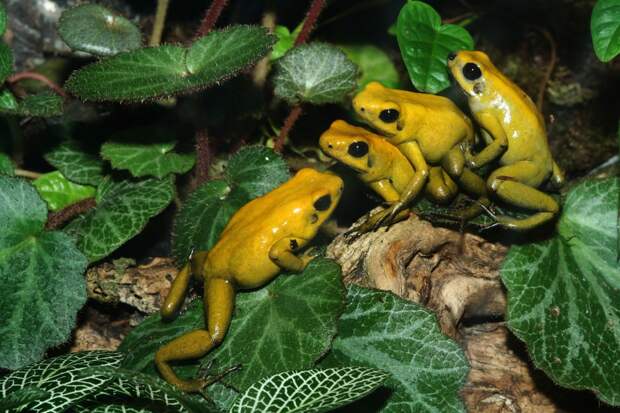 http://images.fotocommunity.fr/photos/animaux/reptiles-amphibiens/accouplements-de-phyllobates-terribilis-493b8b91-747c-465b-ae01-84bac33ab0dd.jpg