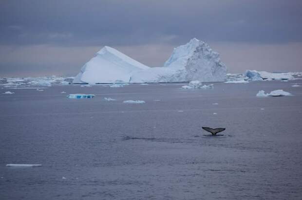 Ледяная красота
