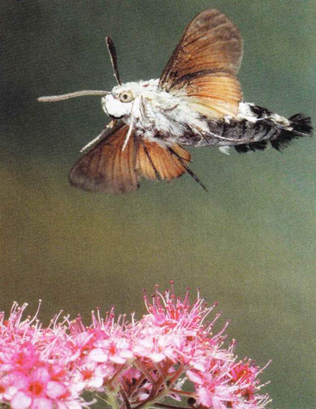 Macroglossum stellatarum. Фотограф Павел Сторчилов