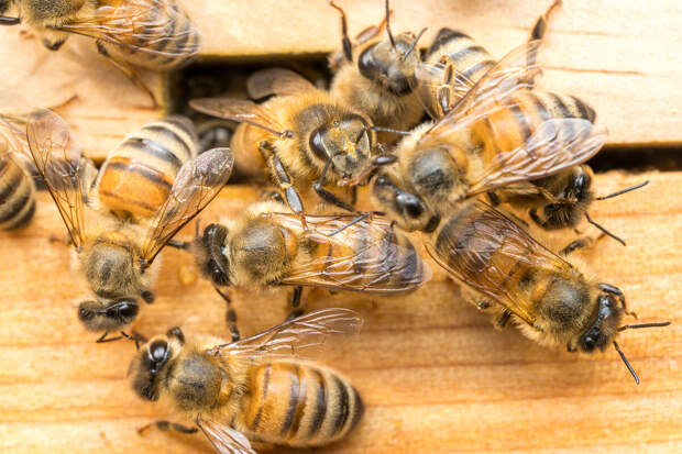 Биолог Лидский: среди животных омолаживаться могут пчелы, гребневики и медузы