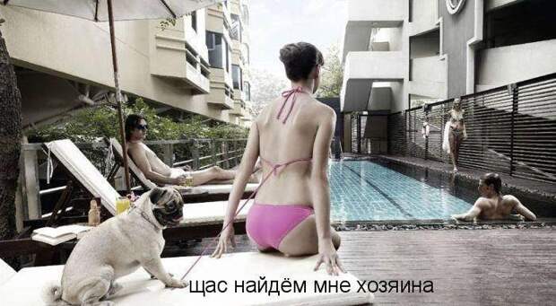 Смешные картинки про собак Смешные картинки про собак
