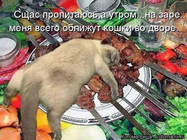 Котоматрица: Сщас пропитаюсь,а утром...на заре... меня всего оближут кошки во дворе.