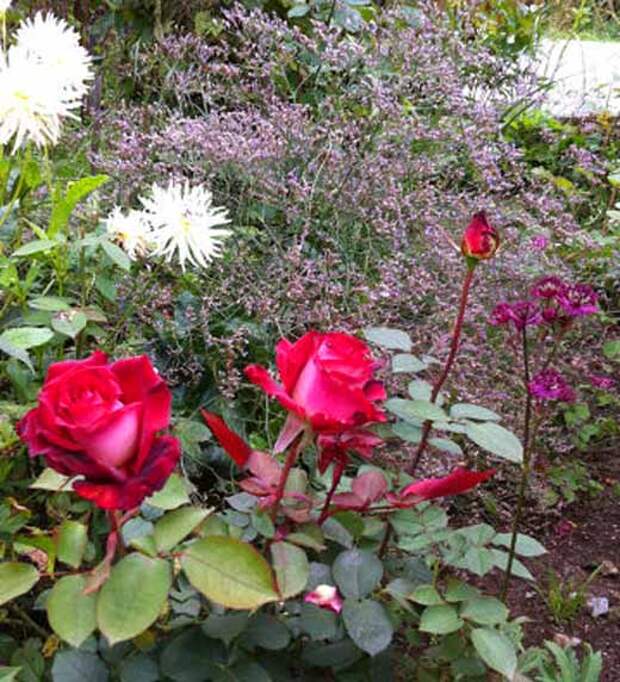 Розы Композиция с розами