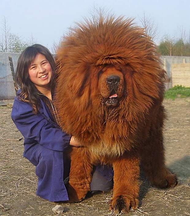 очень большая собака
