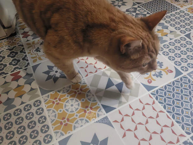 Пахнет? Нет! Котька любит валяться на полу. Плиточки тёплые, не холодят.