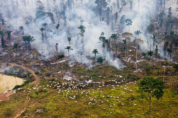 Поджог дождевых лесов Амазонии, Бразилия  мир, население, последствие, фотография