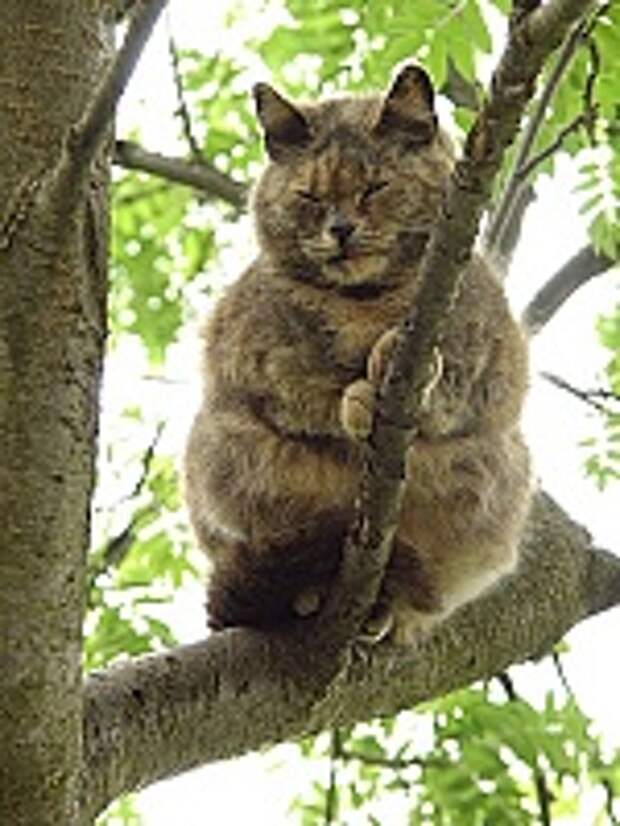 Кошки и Котята 183