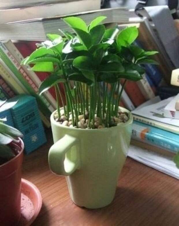 Как вырастить лимонное дерево в чашке Как вырастить лимонное дерево в чашке