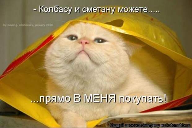 Котоматрица Котоматрица