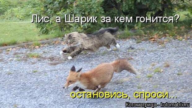 Лучшие котоматрицы недели