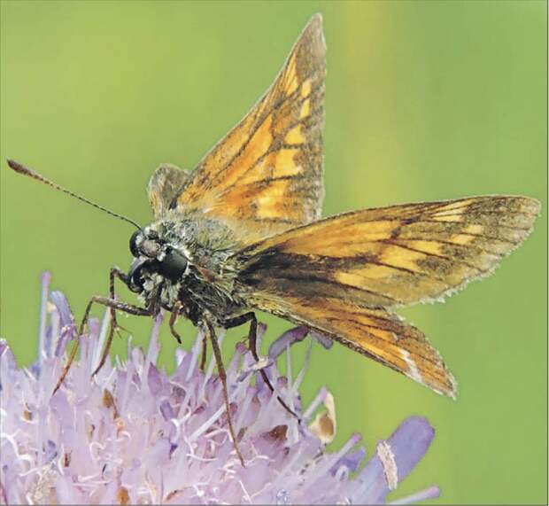 Бабочку с огненной расцветкой крыльев заметили в парке «Кузьминки-Люблино»