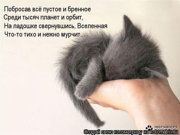 Котоматрица №33