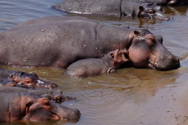 После родов самка бегемота ничего не ест, постоянно находясь рядом с новорожденным в воде. Мать остается с детенышем вне стада около десяти дней, пока он достаточно не окрепнет, чтобы выбраться на берег