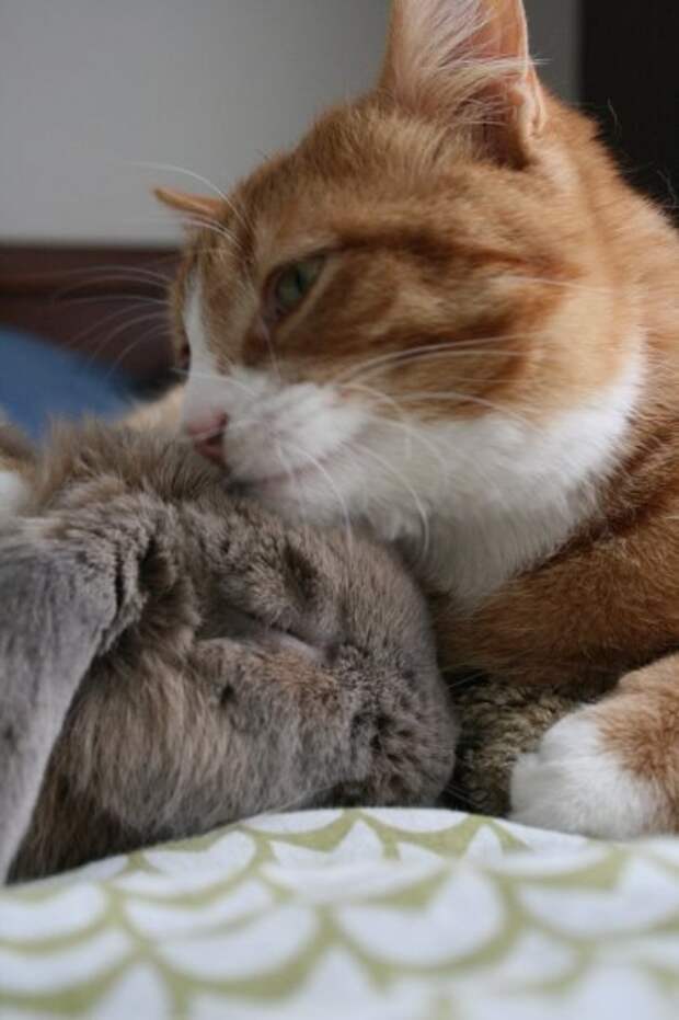 коты самые лучшие друзья (18)