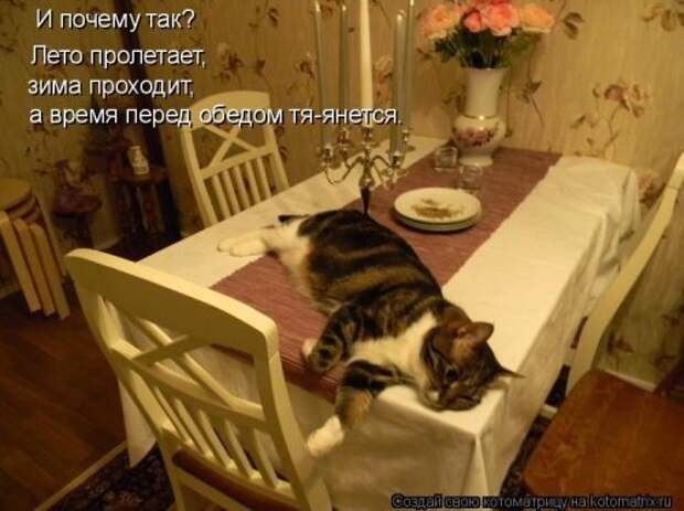 Прикольные котоматрицы. Весёлые коты