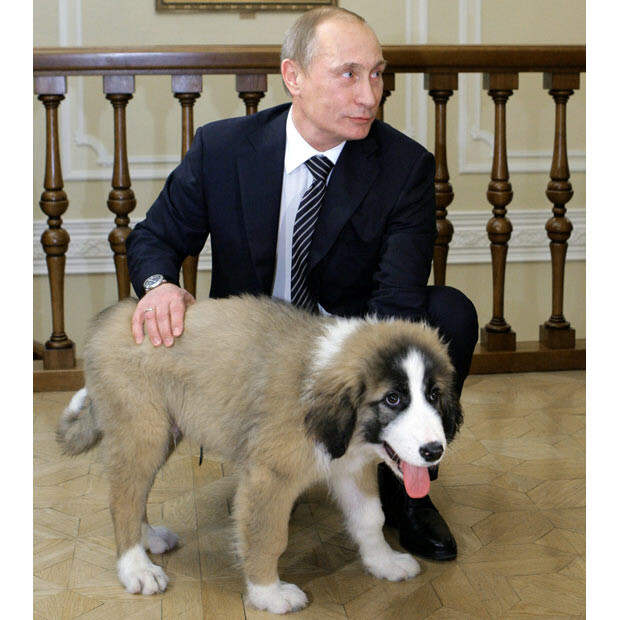 Владимир Владимирович Путин и звери добро, животные, мир, путин, россия