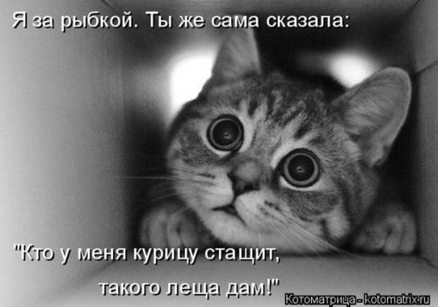 Свежая котоматрица (37 фото)