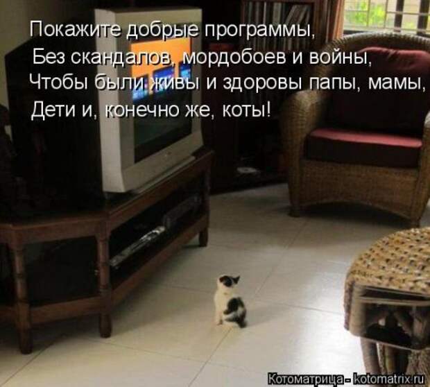 Котоматрица на Бугаге (28 фото)