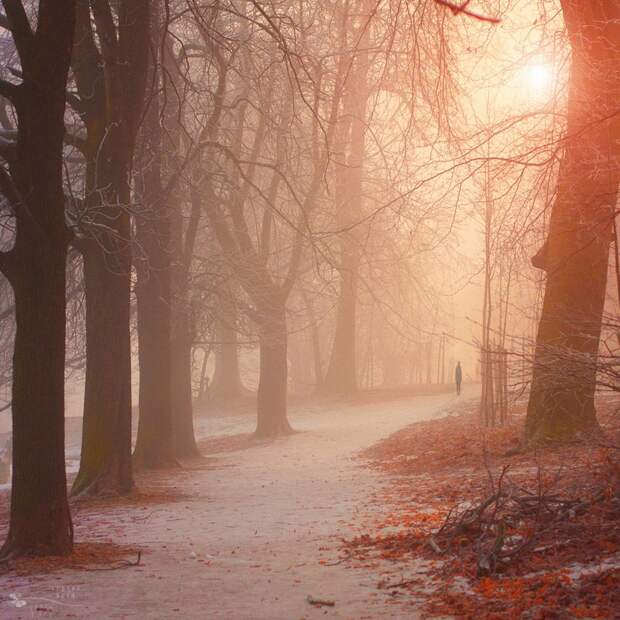Таинственный лес от Ildiko Neer