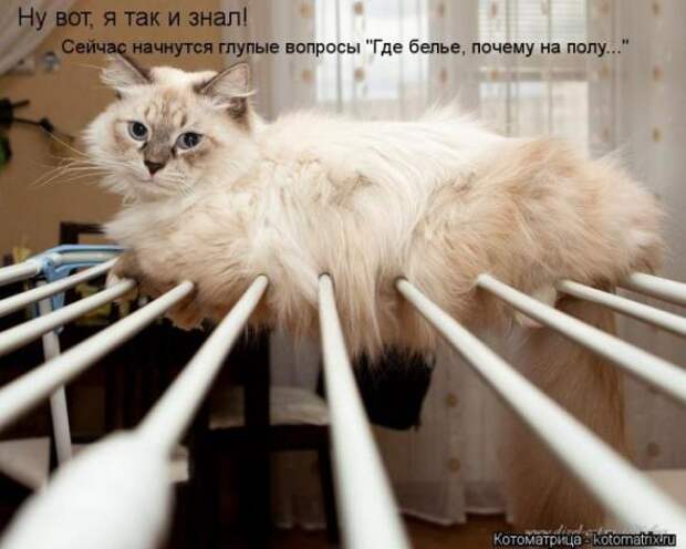 Котоматрицы(картинки с надписями)
