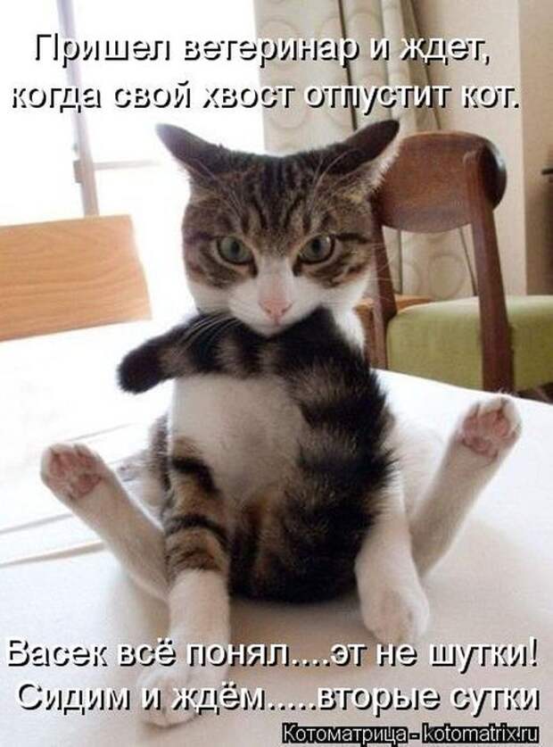 Лучшие котоматрицы недели (50 фото) Лучшие котоматрицы недели (50 фото)