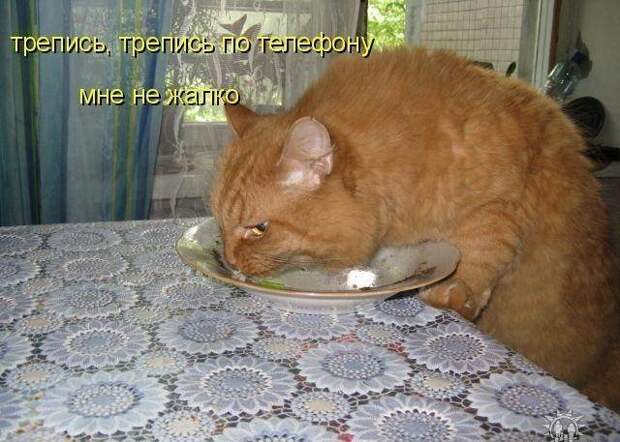Подражая котоматрице котоматрица, коты, юмор