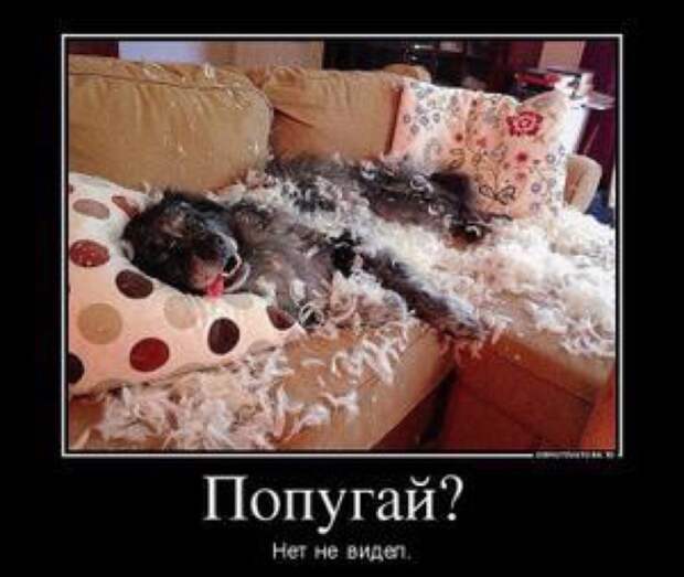 Демотиваторы. Подборка chert-poberi-chert-poberi-58490425032020-14 картинка chert-poberi-58490425032020-14