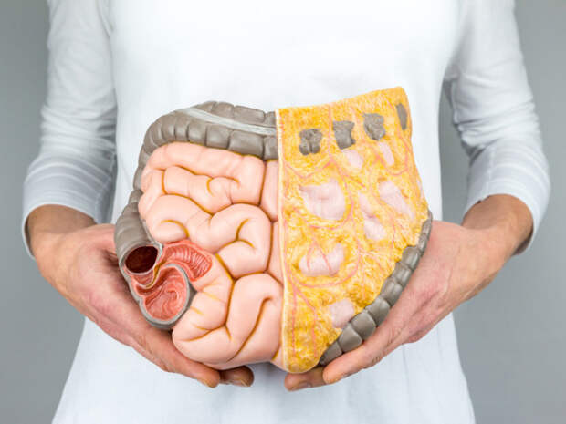 Medicine: Жир вокруг внутренних органов не провоцирует деменцию напрямую