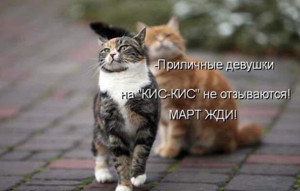 животные