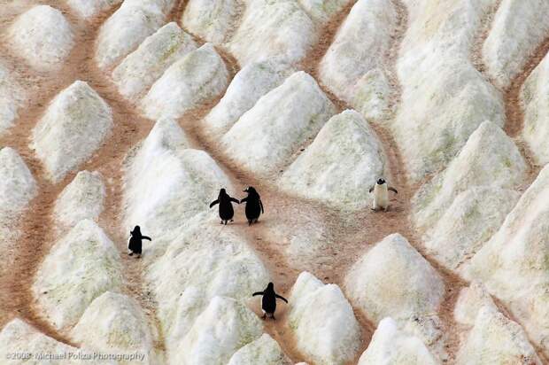 Тропы протоптанные пингвинами на айсберге природа, удивительное, фото